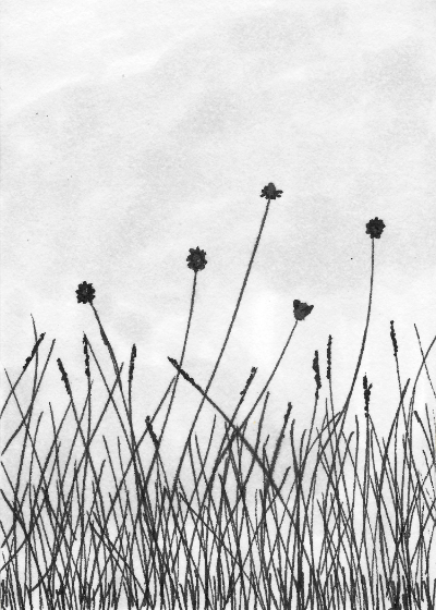 long grass lr